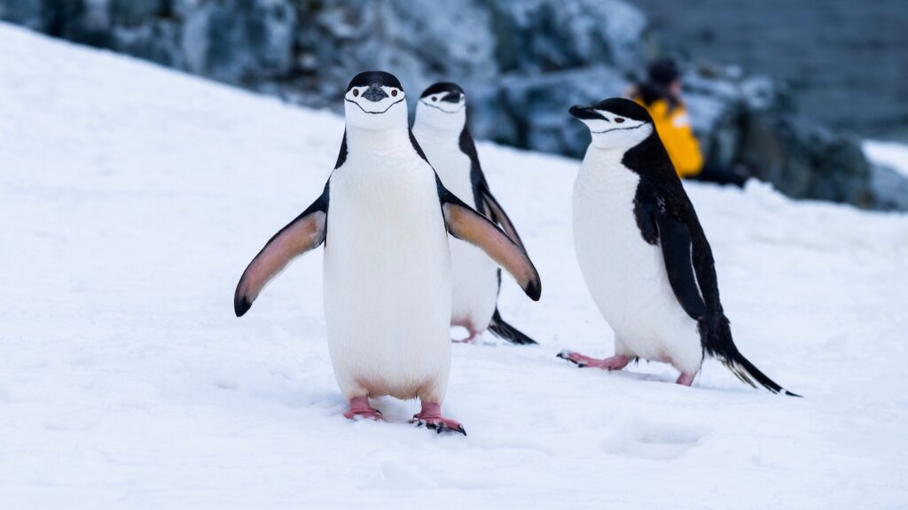 Chinstrap penguins on Two Hummock Island off the Antarctic Peninsula. 
Photo by Derek Oyen via Unsplash