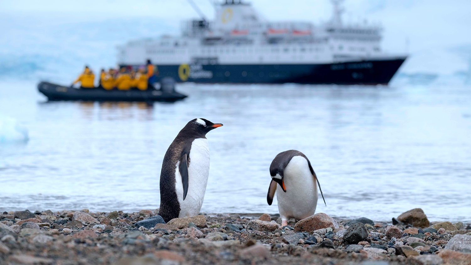 Gentoo penguins standing on a stony beach with a ship in the background.