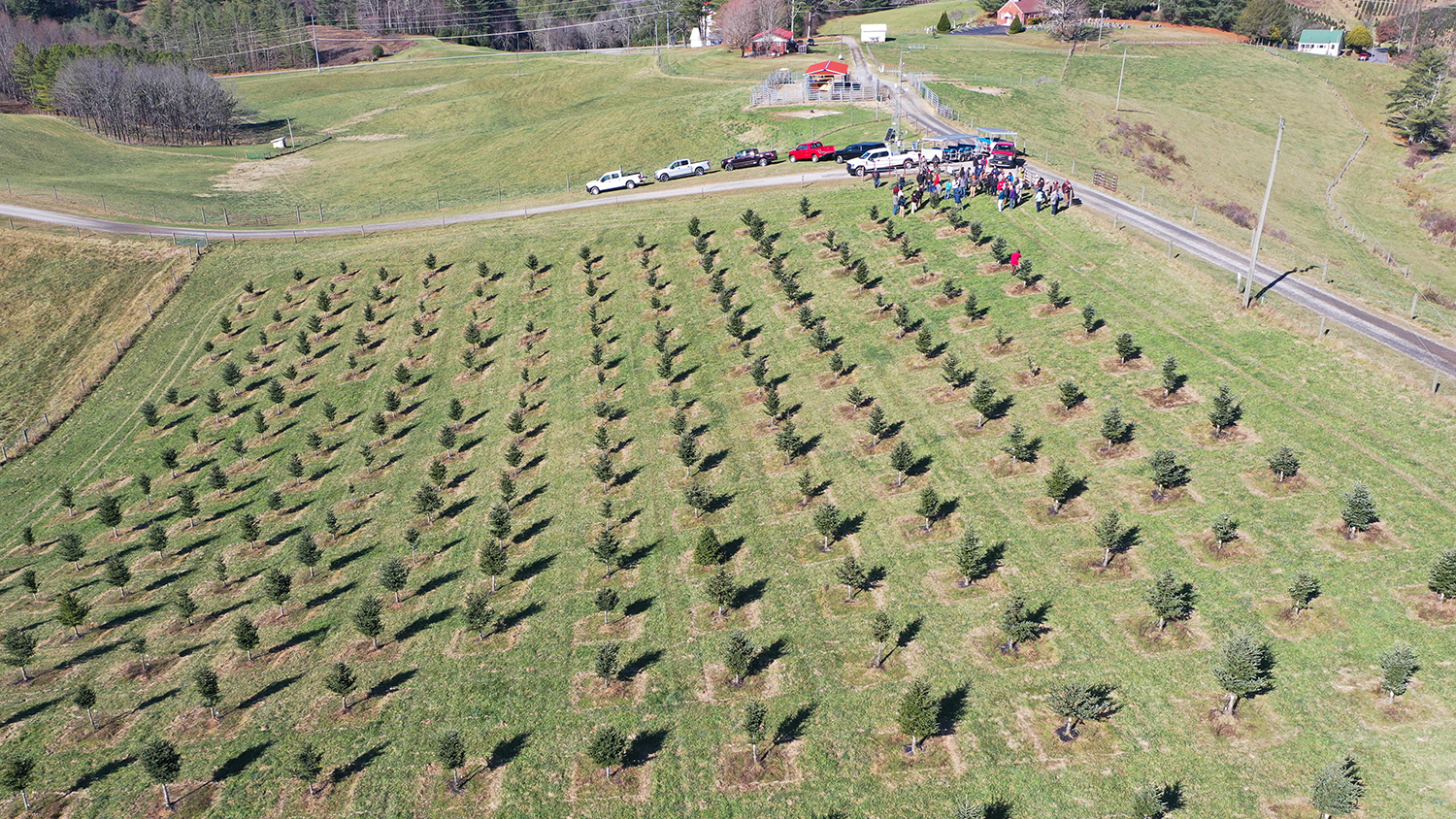 An aerial view of the Fraser fir seed orchard at the Upper Mountain Research Station in Ashe County, North Carolina. Photo courtesy of the North Carolina Department of Agriculture and Consumer Services.