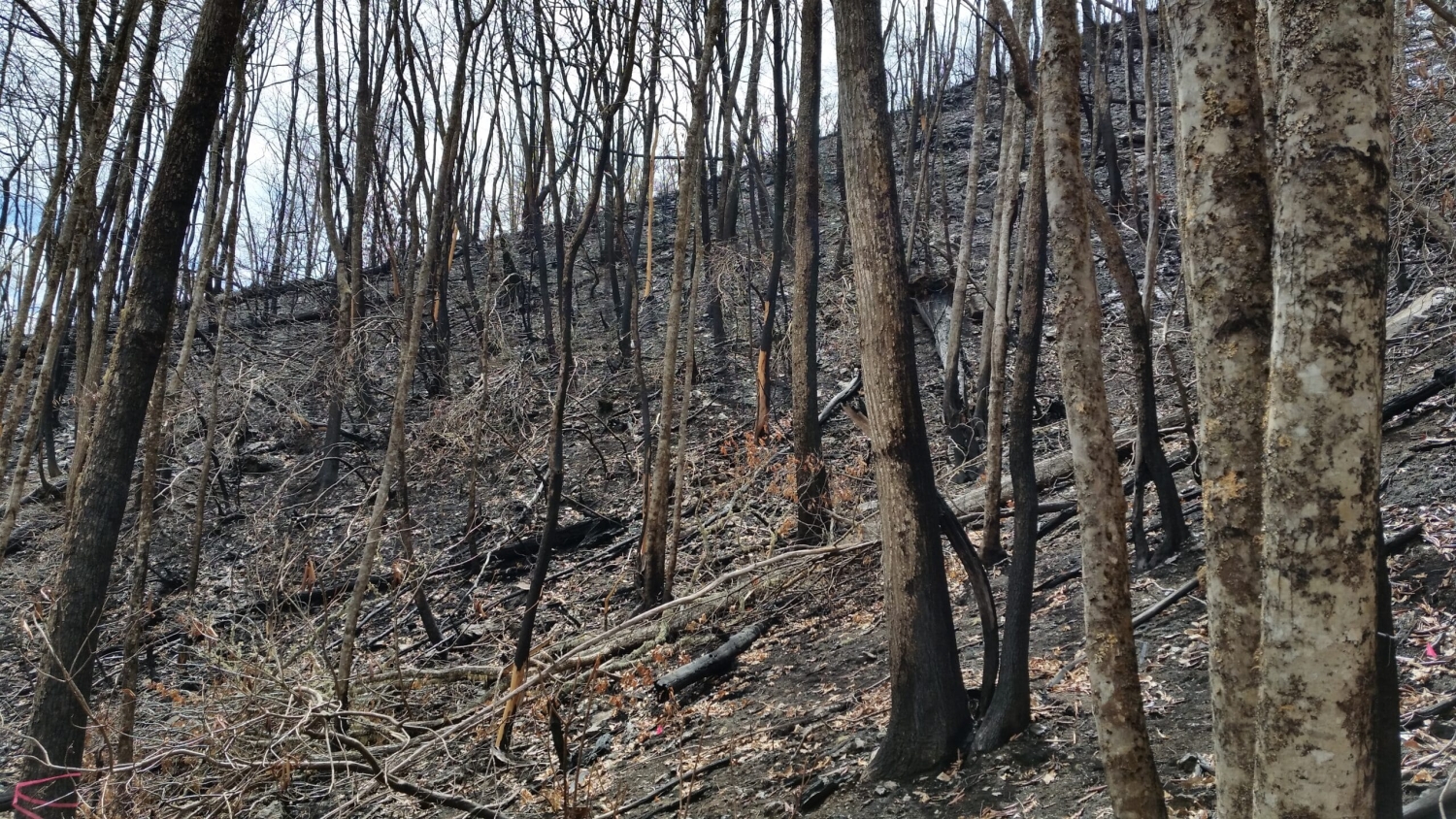 A stand of burned trees
