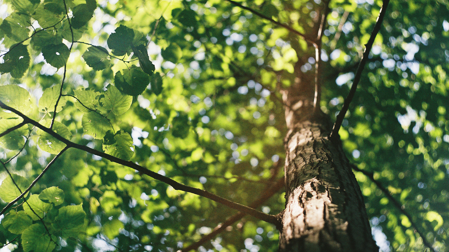 Tree trunk with green leaves - Climate Change May Cut America's Forest Inventory by a Fifth This Century - College of Natural Resources News NC State University