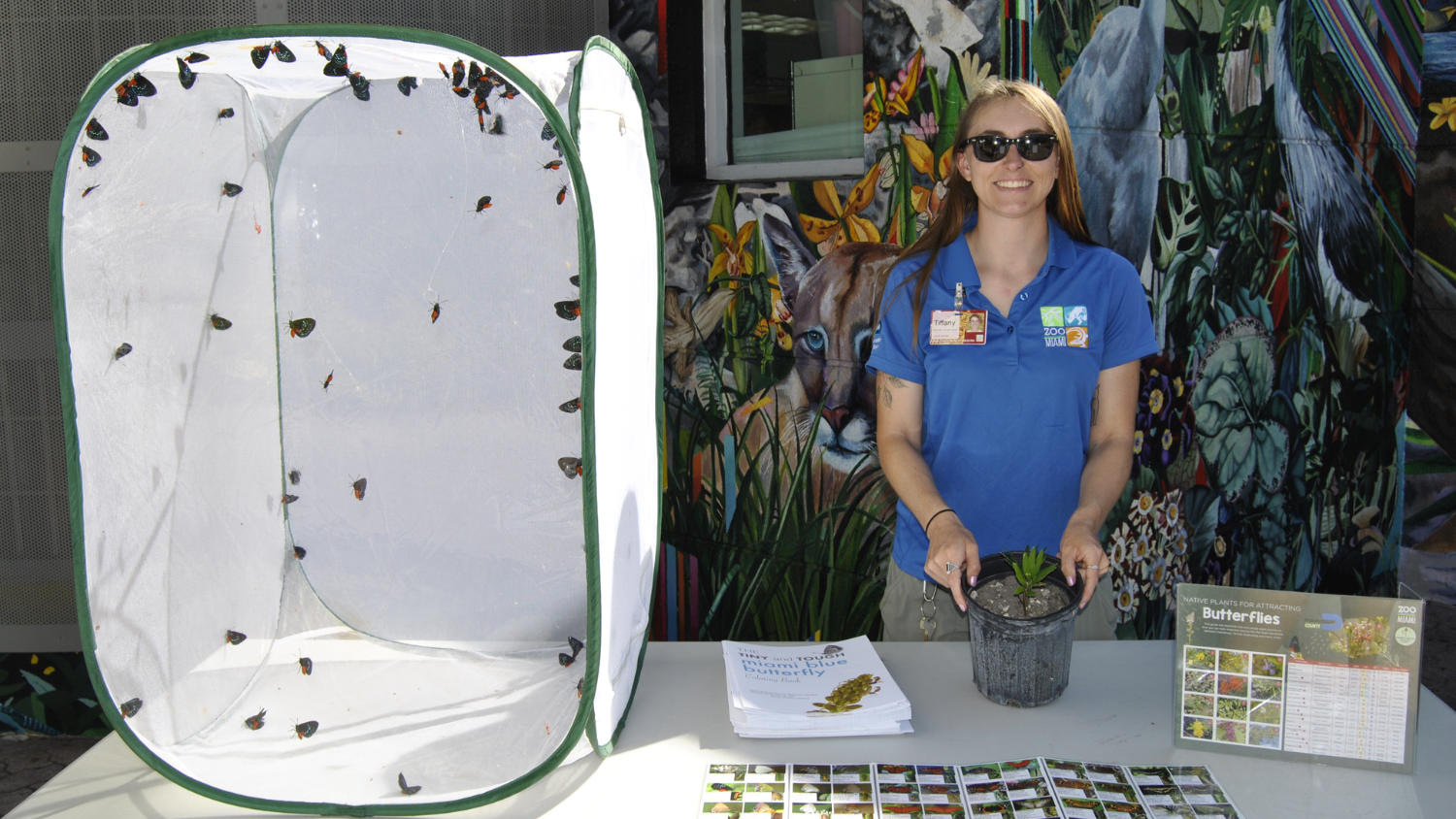 Tiffany Moore stands beside a net filled with butterflies - 5 Questions with Butterfly Specialist Tiffany Moore - College of Natural Resources News NC State