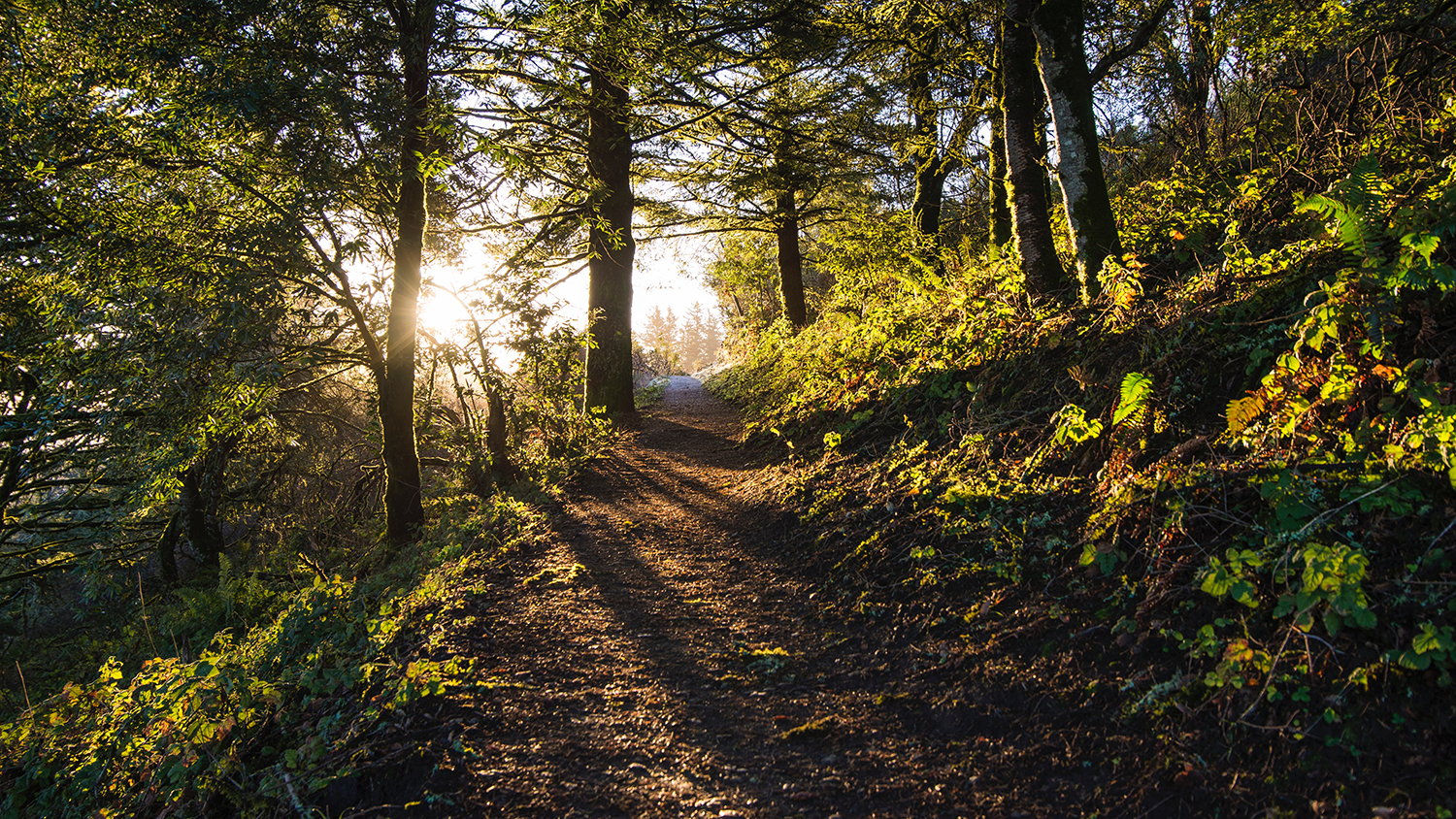 A mountain trail at Windy Hill Open Space Preserve, Portola Valley, United States - A More Diverse, Equitable Future for Natural Resources - College of Natural Resources News NC State University