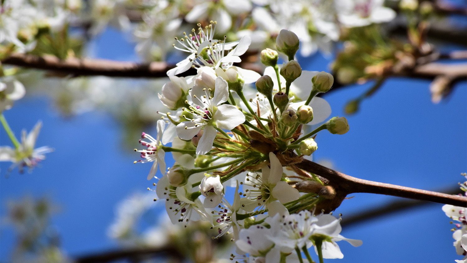 A white flower blooming on a Bradford pear tree