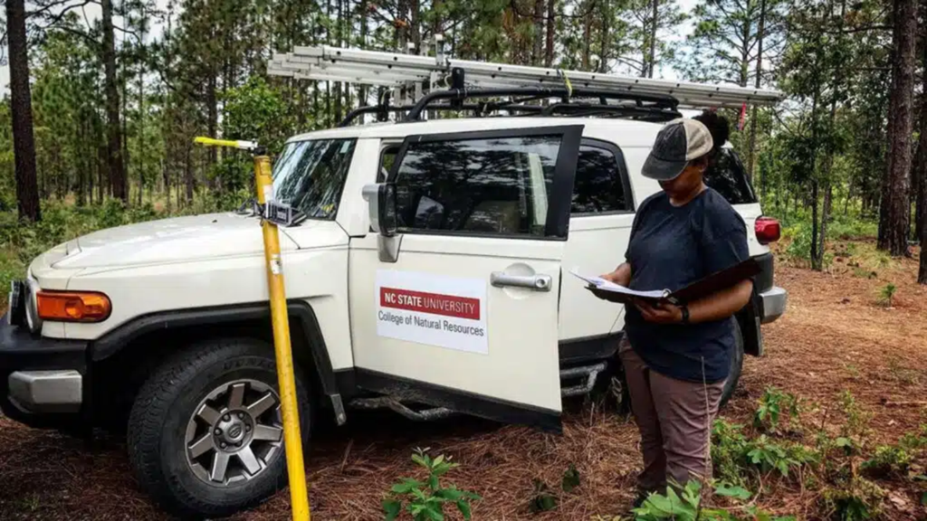 Lauren Pharr at her field site in the Sandhills Gameland.