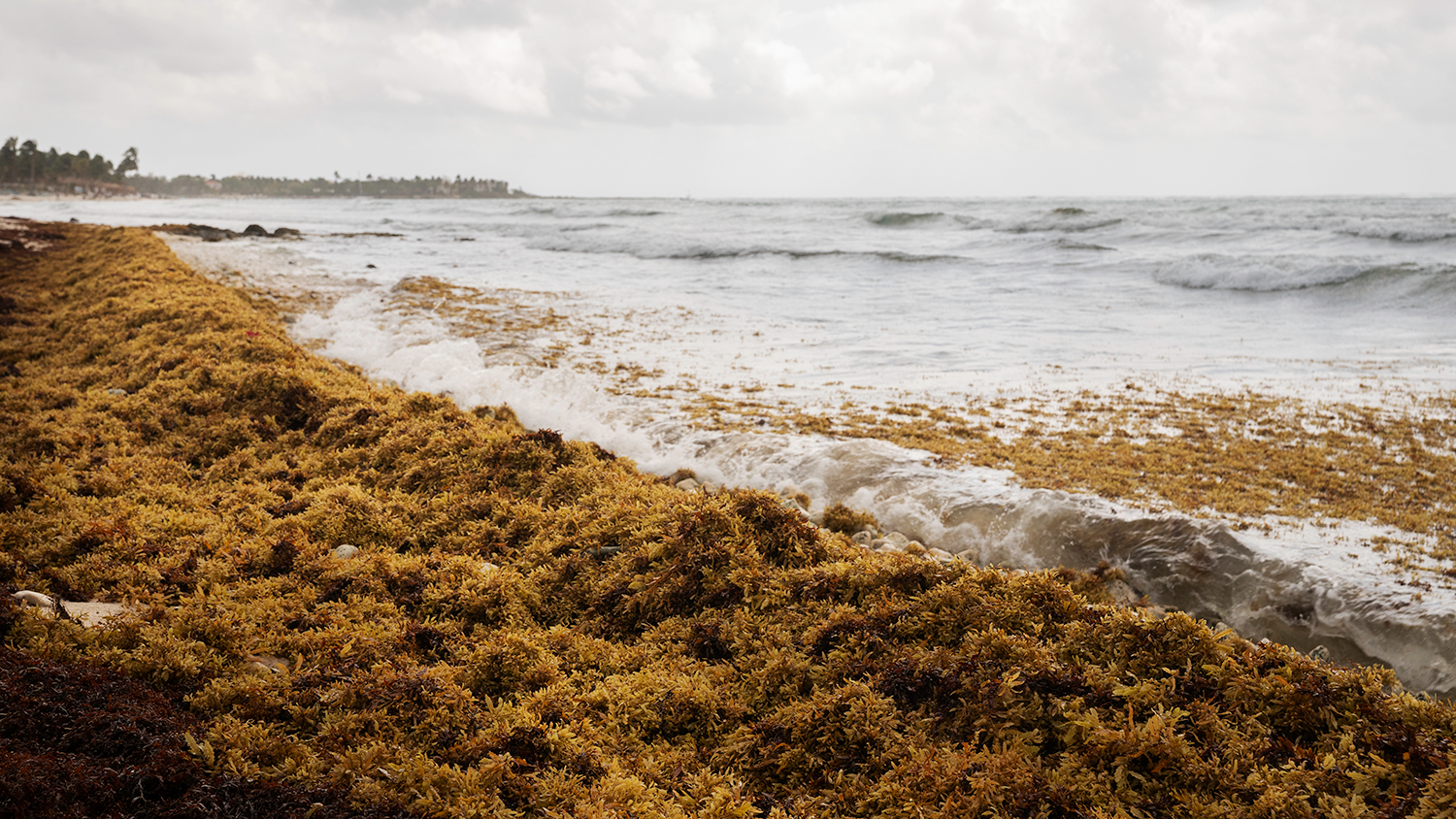 Sargassum, brown seaweed algae, on the beach, Akumal Bay, Mexico.