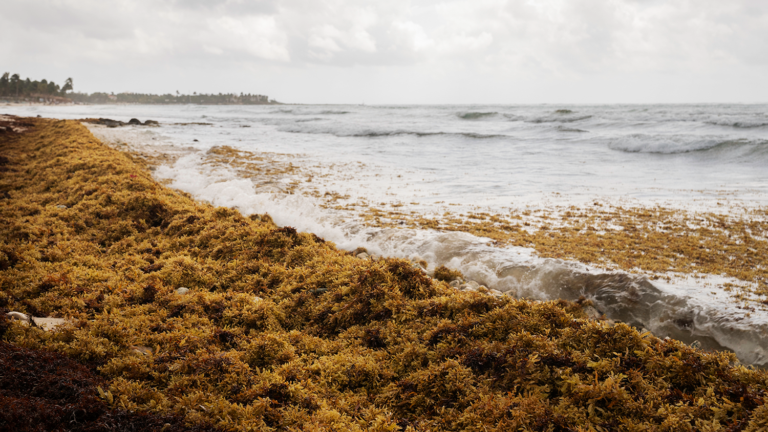 brown algae sargassum