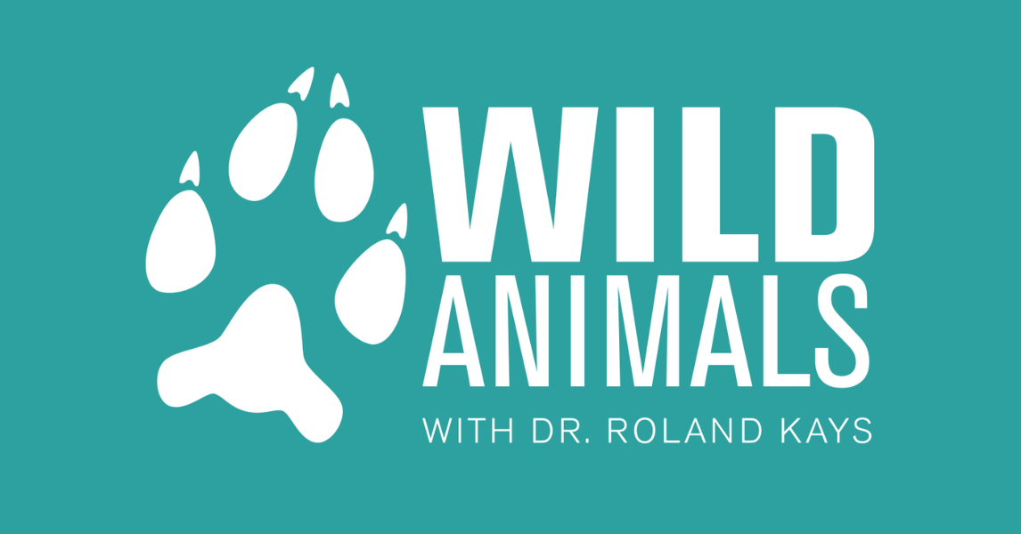 Professor’s Podcast Explores the Wild Side of Animal Tracking