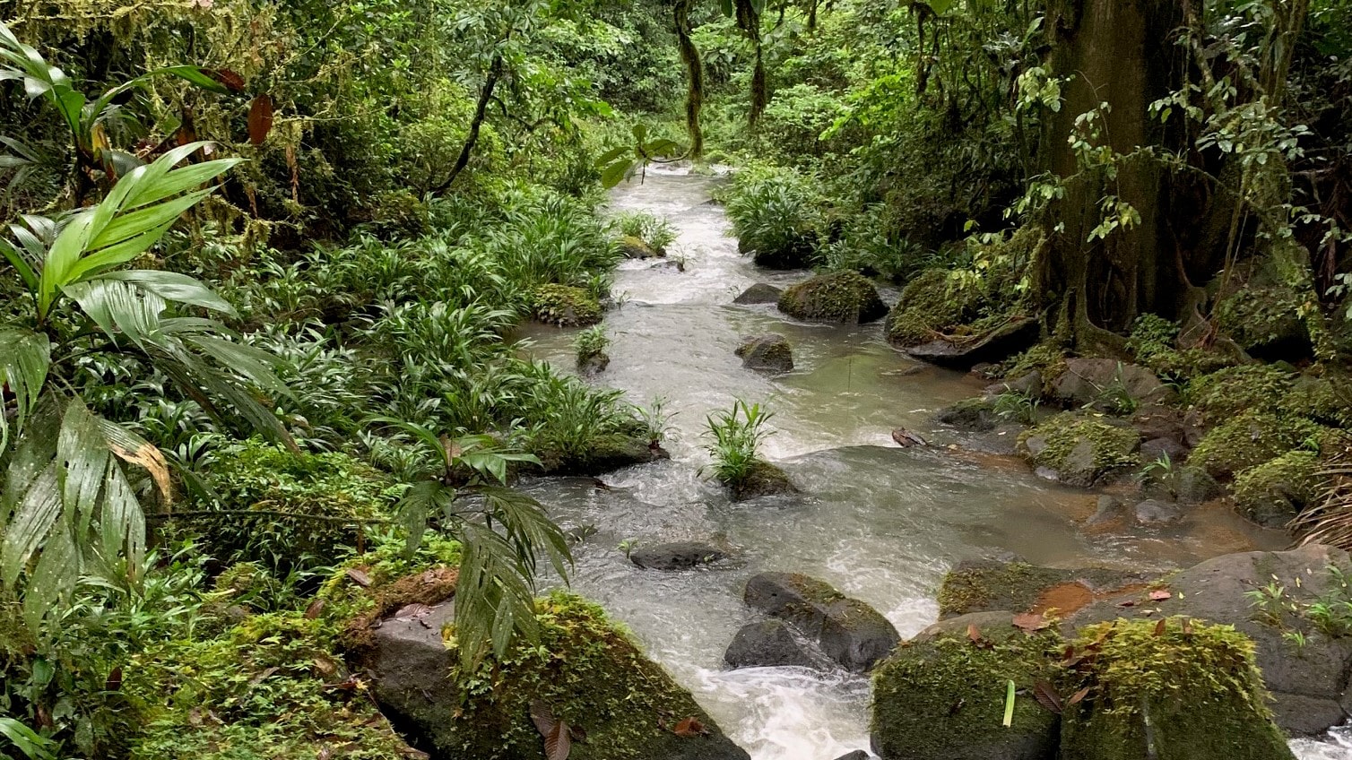A stream in Costa Rica.