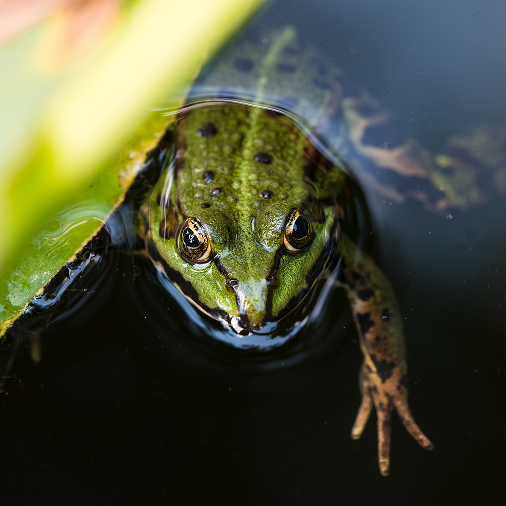 What Amphibians Can Tell Us About Water Quality