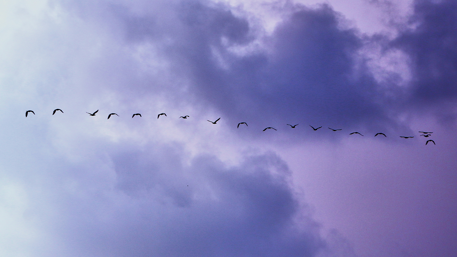 Birds flying in a straight line across the sky - Helping Migratory Birds Travel More Safely - College of Natural Resources News NC State University