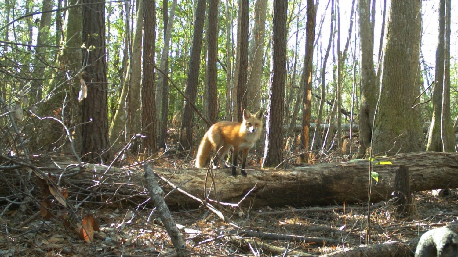 Red fox in the forest - How Linked Data, Artificial Intelligence Could Help Animals - College of Natural Resources News NC State University