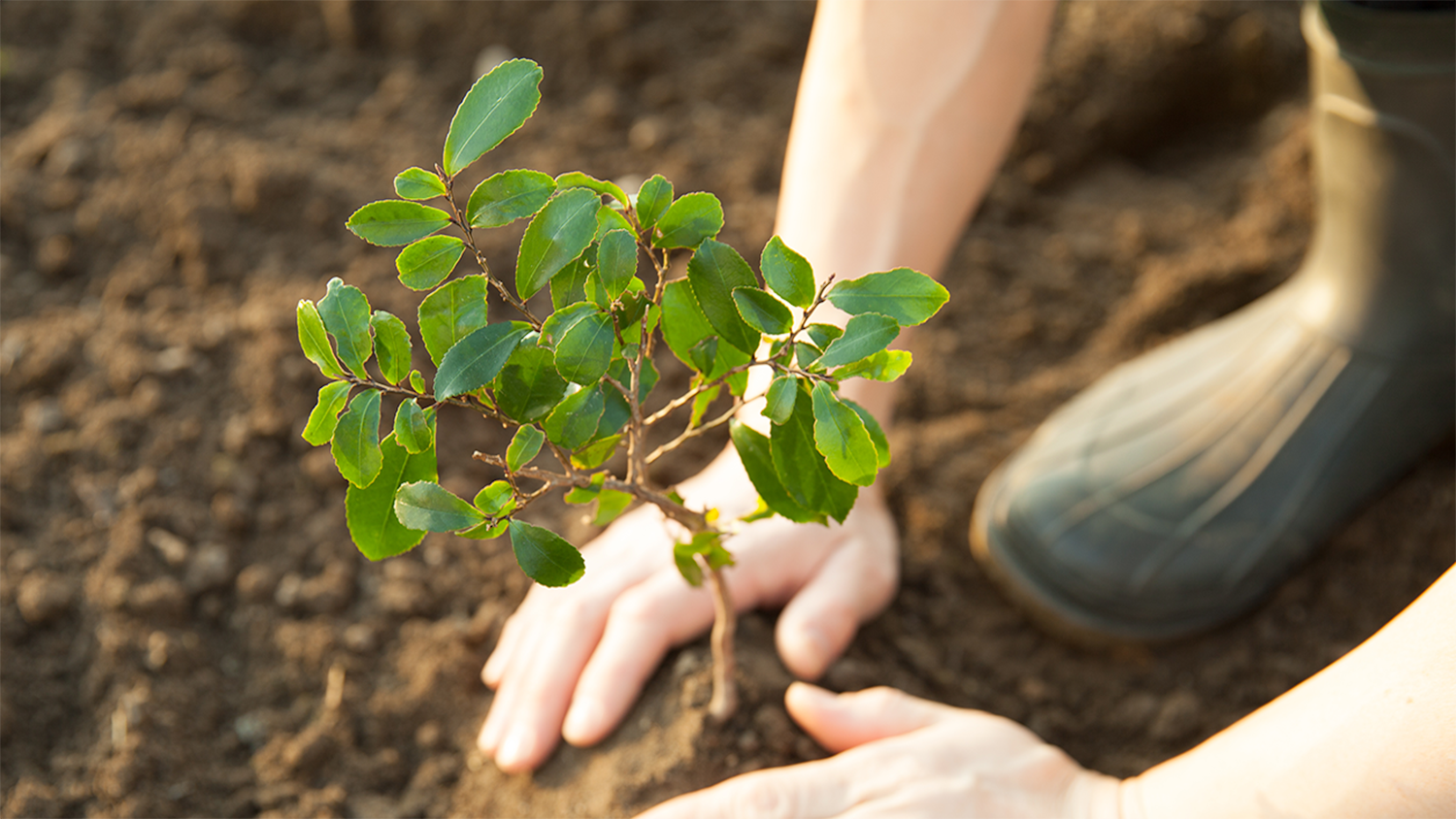 A person plants a young tree into a mound of soil - Urban Tree Planting is Booming, Just Not In Low-Income and Minority Neighborhoods - College of Natural Resources News NC State University