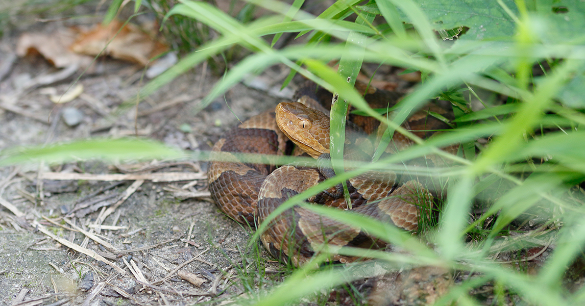 Hot weather is waking B.C. snakes from their slumber. Here's how to  identify them
