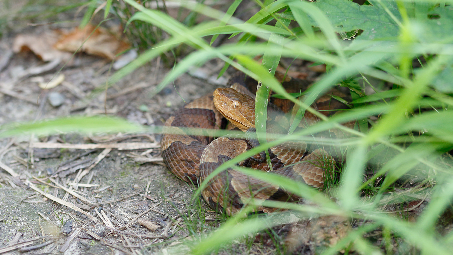 Snake sitting on the side of a hiking trail - Snake Season: 7 Facts That Will Keep You Safe - College of Natural Resources at NC State University