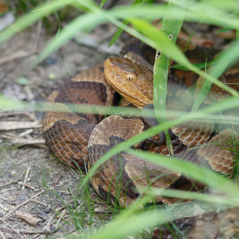 Snake Season: 7 Facts That Will Keep You Safe