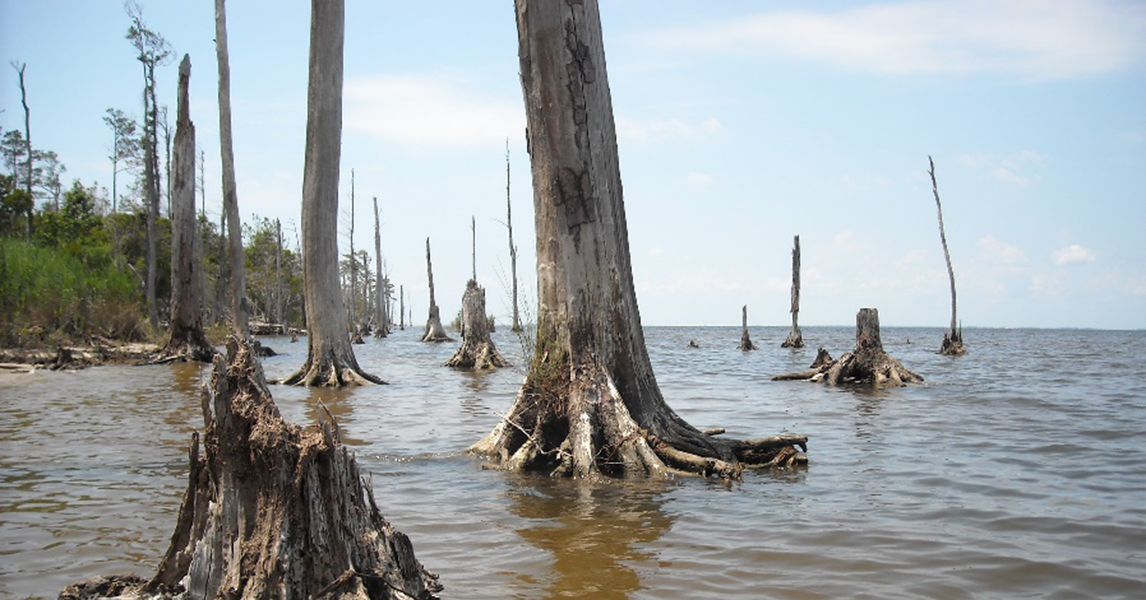 Natural Resources Students Raise Awareness of Ghost Forests | College ...