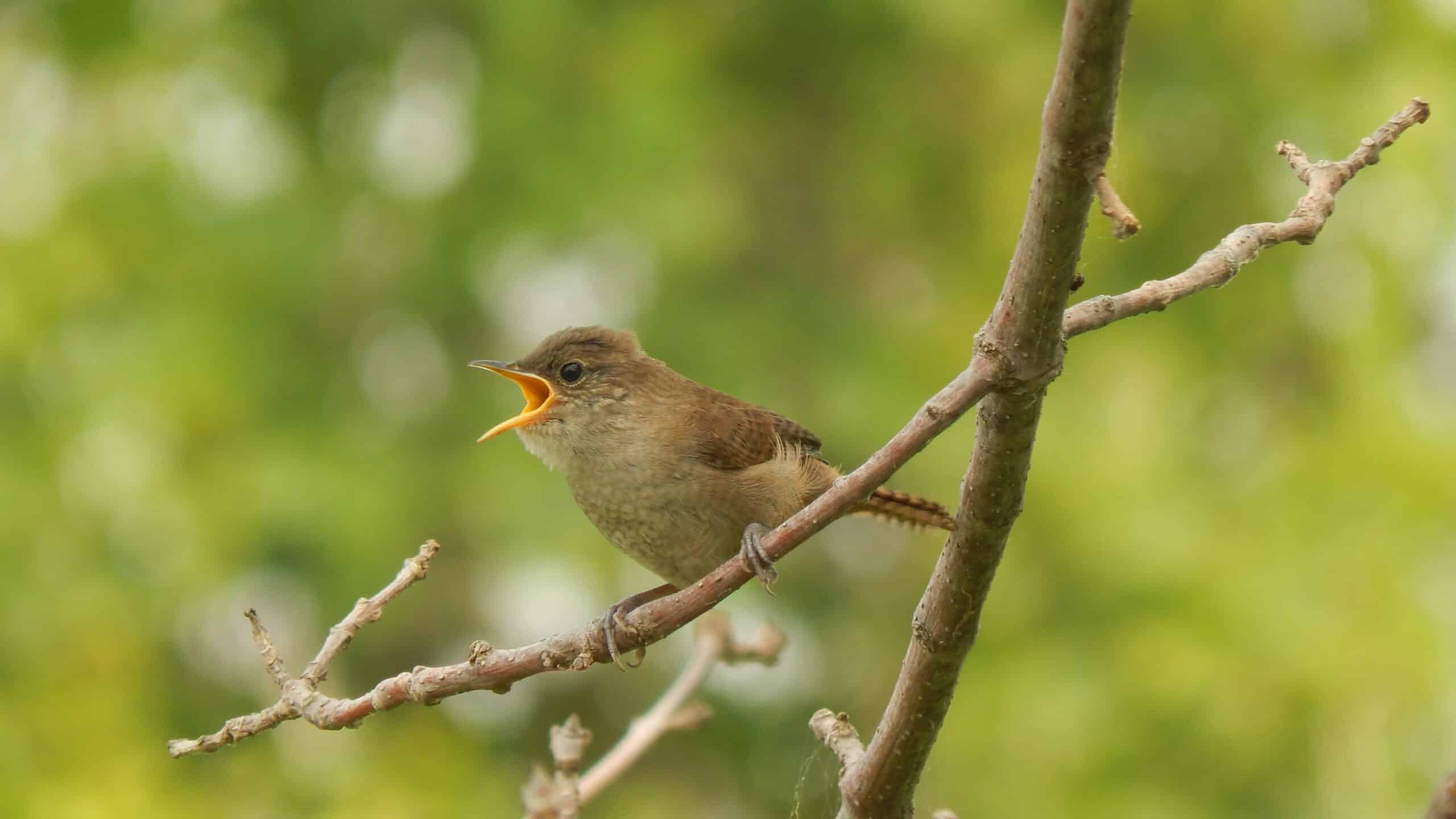 House wren - For Two Backyard Bird Species, More Light Pollution Is Linked to Lower Survival - College of Natural Resources at NC State University