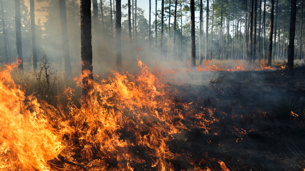 How Wildfires Impact Wildlife | College of Natural Resources News