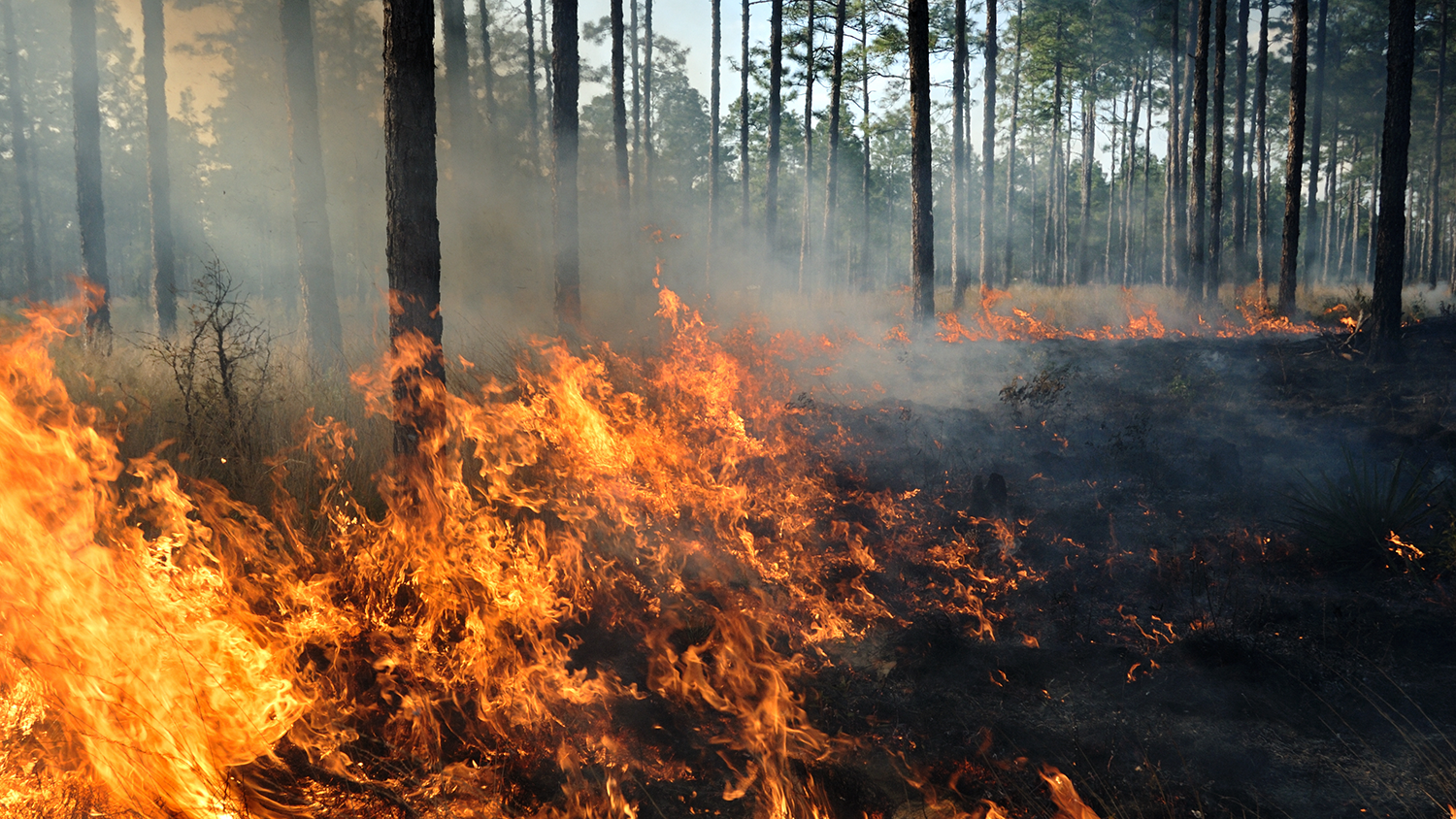 Prescribed fire in long-leaf pine forest - How Wildfires Impact Wildlife - College of Natural Resources at NC State University