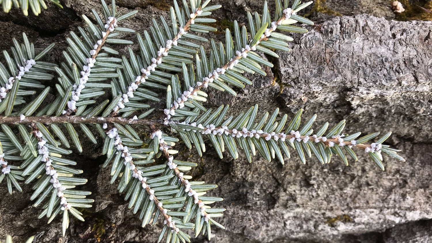 woolly adelgid - Canopy Gaps Help Eastern Hemlock Outlast Invasive Insect - College of Natural Resources News NC State University