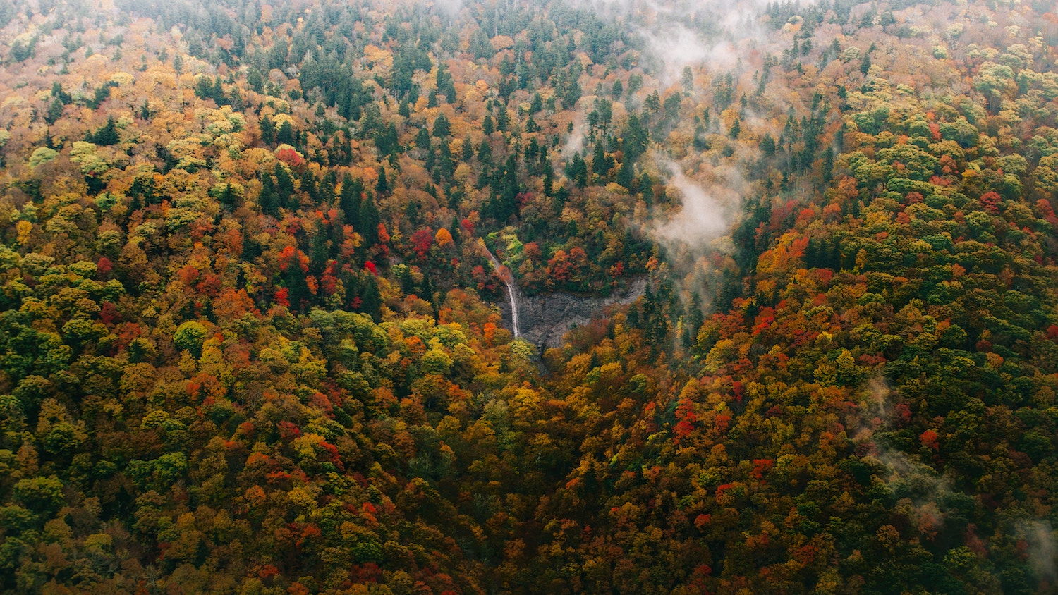 An aerial view of a forest in the fall - Fall Foliage in North Carolina: What to Expect This Year - College of Natural Resources News NC State University