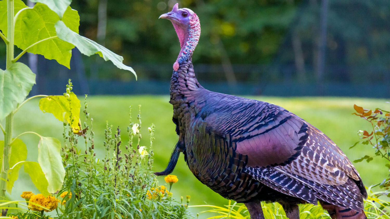 Wild turkey close up - Podcast: Wild Turkeys - College of Natural Resources News NC State University