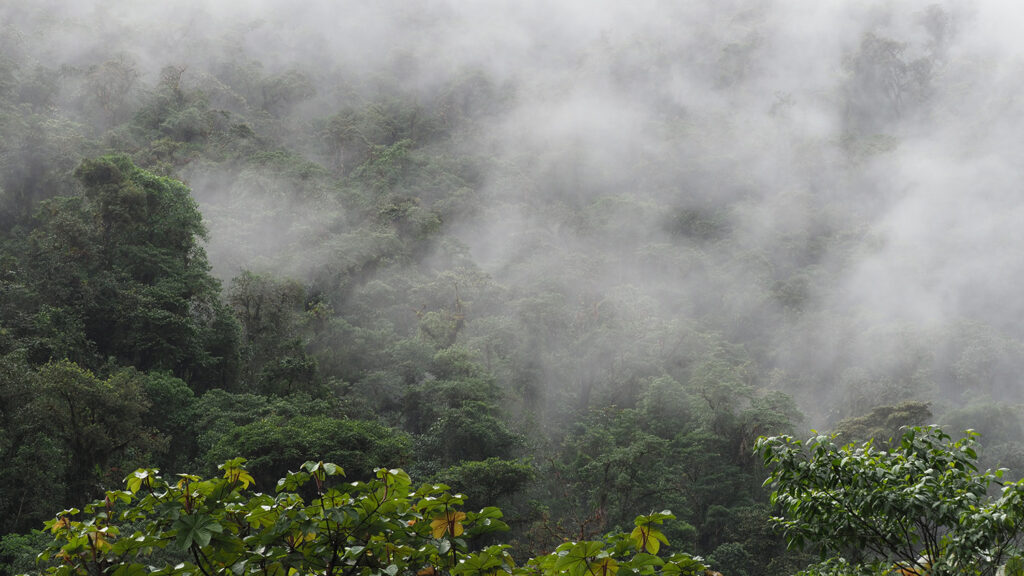 Cloud forest in the Andes mountains of Ecuador.