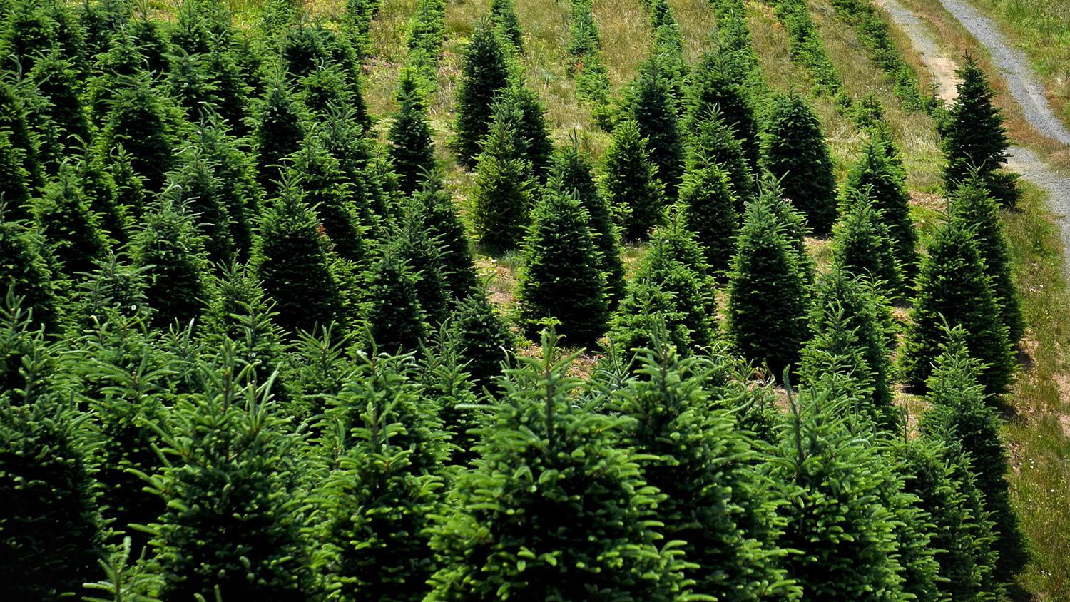 Christmas tree field - 3 Benefits of Genetically-Improved Christmas Trees - College of Natural Resources News NC State University
