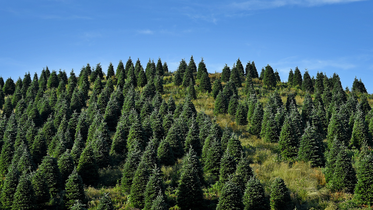 Christmas tree farm in Avery County just outside Newland - 3 Benefits of Genetically-Improved Christmas Trees - College of Natural Resources News NC State University