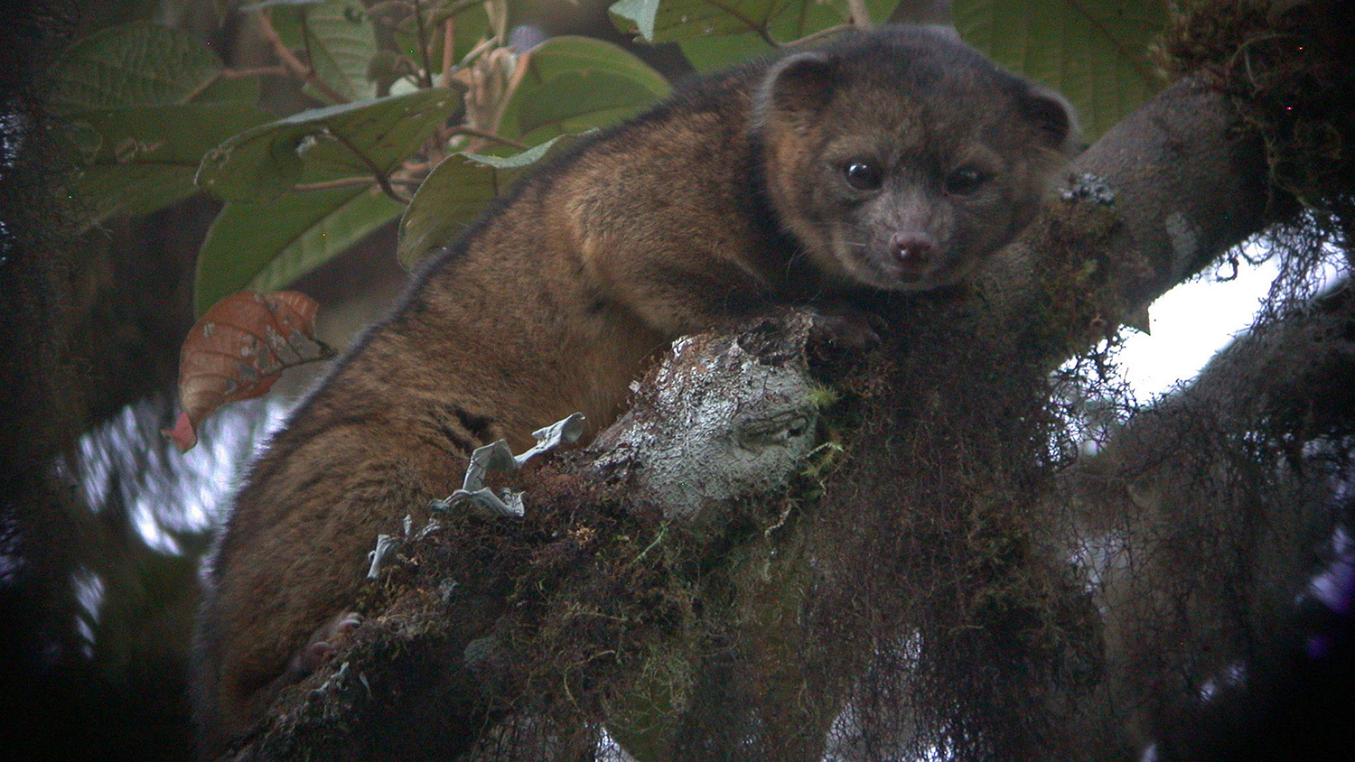 Olinguito in a tree - A Look Back at the Discovery of the Olinguito - College of Natural Resources News NC State University