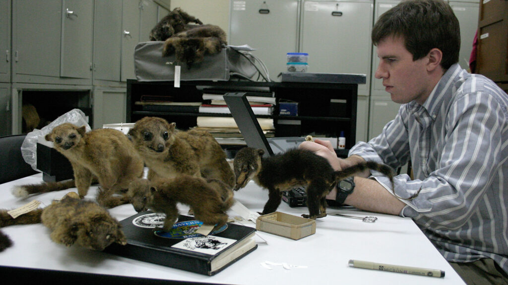 Kristofer Helgen examines olinguito specimens.