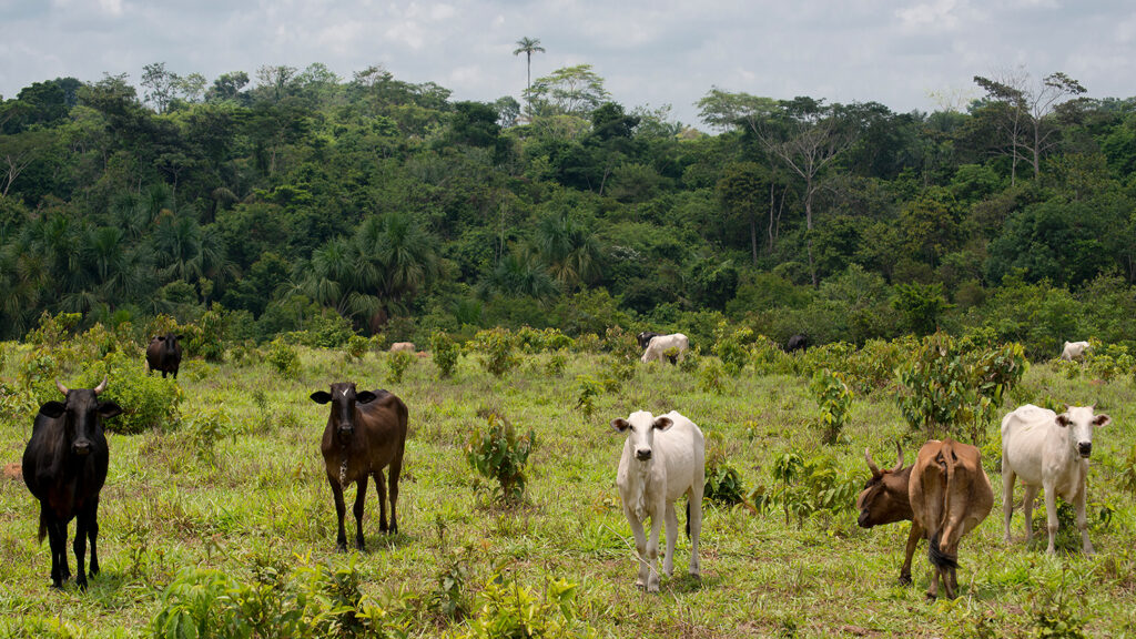 Cattle in the Brazilian Amazon.