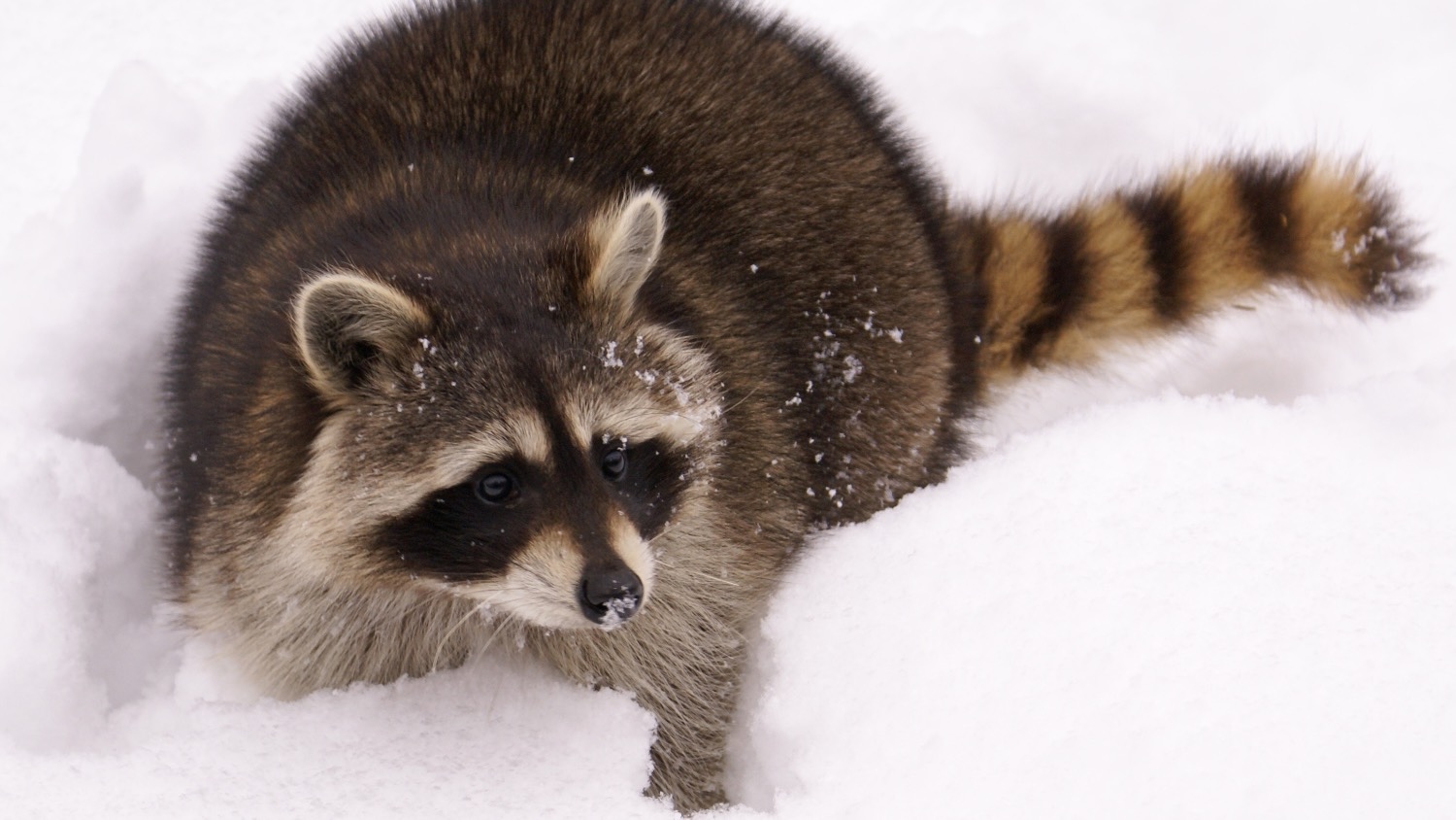 Raccoon walking in snow.