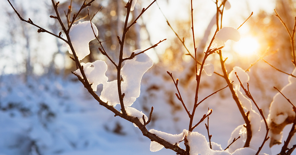 How Trees Survive in Winter  College of Natural Resources News