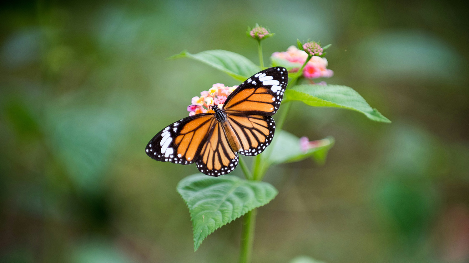 A monarch butterfly pollinates a flower.