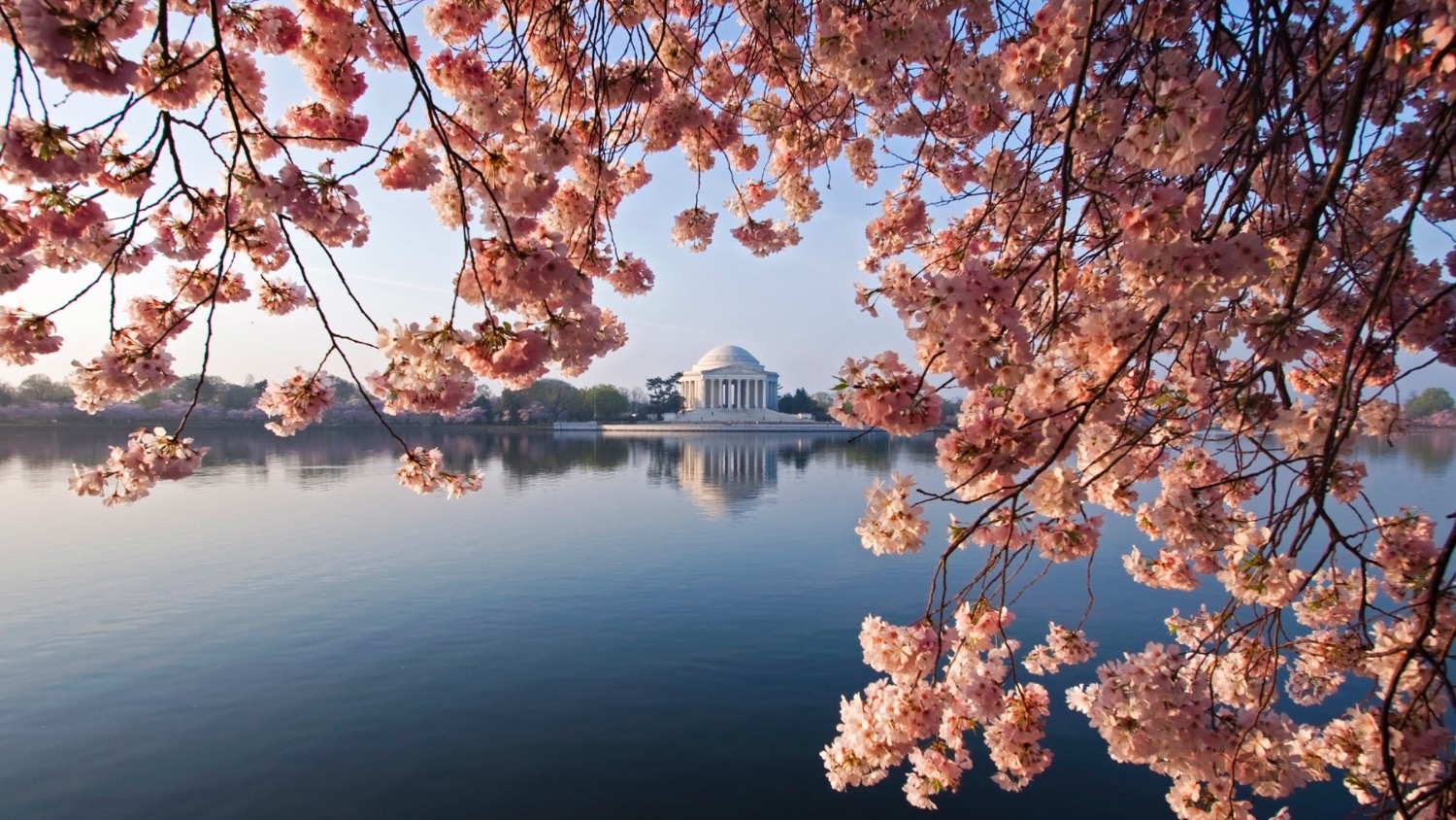 The Jefferson monument in Washington, D.C. framed by a spectacular cherry blossom display. Focus on the monument background.