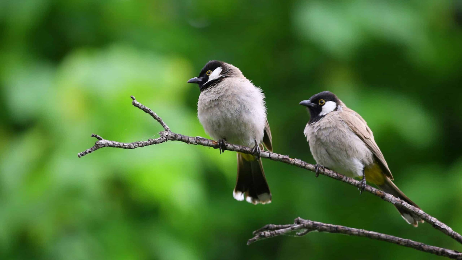 Two birds perched on a tree branch.