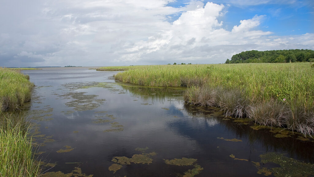 Salt marsh in the Outer Banks of North Carolina.