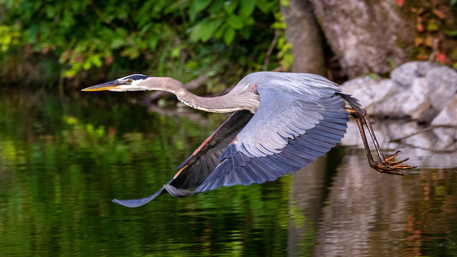 A great blue heron takes flight.