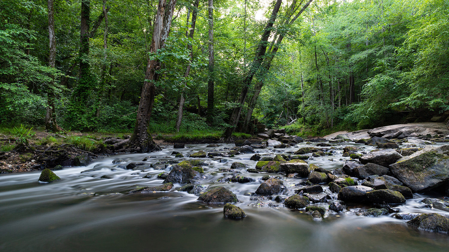 Long exposure photograph of a flowing stream in Umstead State Park in Raleigh, North Carolina.