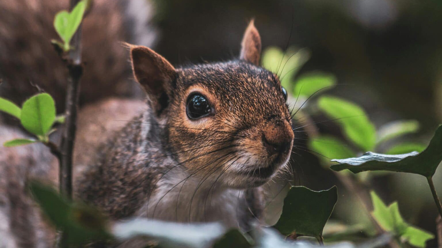 Close-up of squirrel.