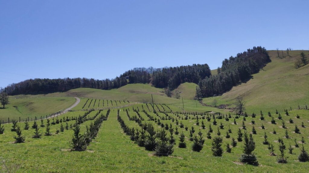 Fraser fir seed orchard in North Carolina.