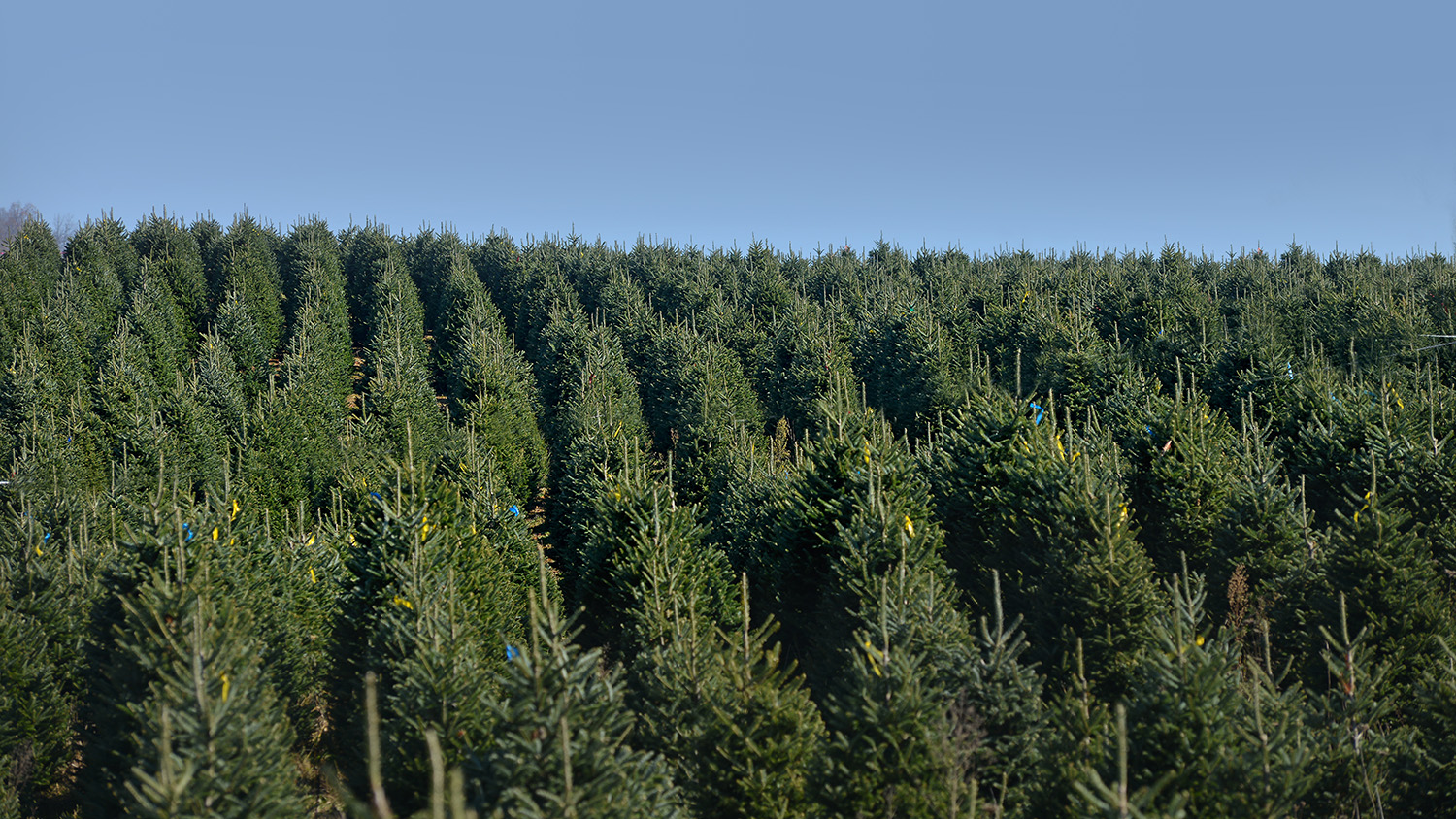 A field of Fraser fir trees.