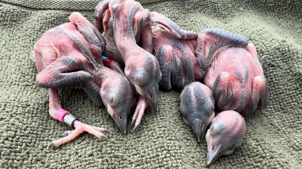 Four baby birds lying on a blanket.