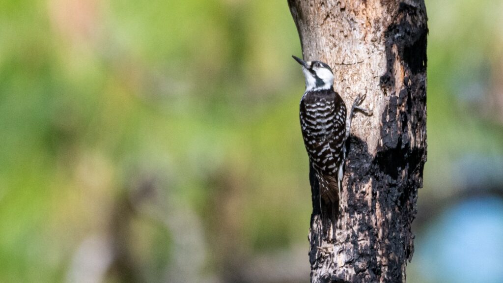 A bird perched on a tree.