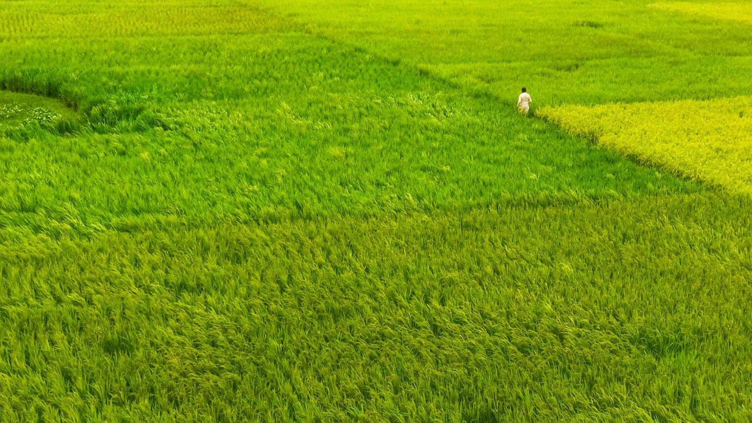 A person walks through a green rice field.