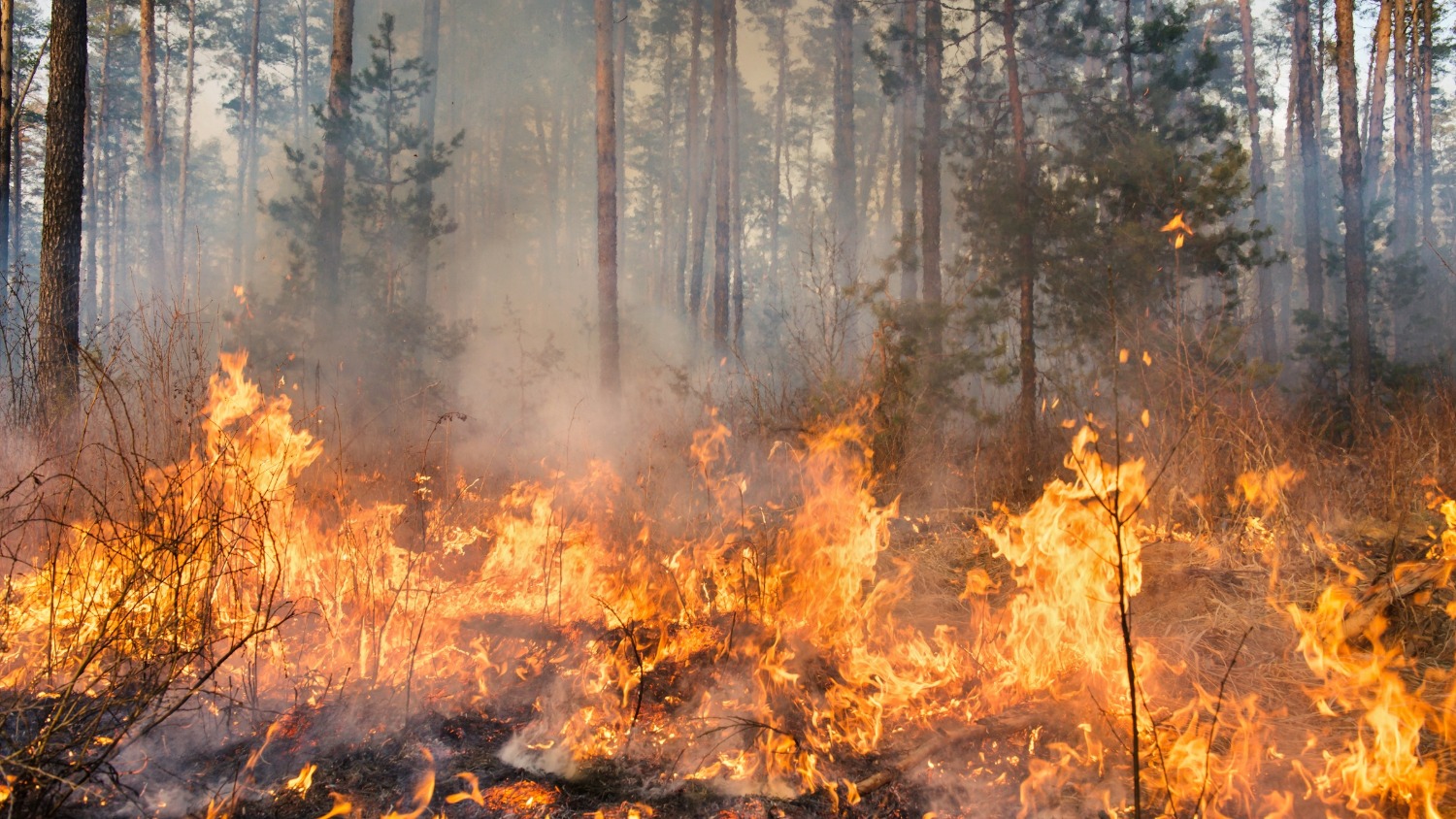 A wildfire spreads across a forest floor.