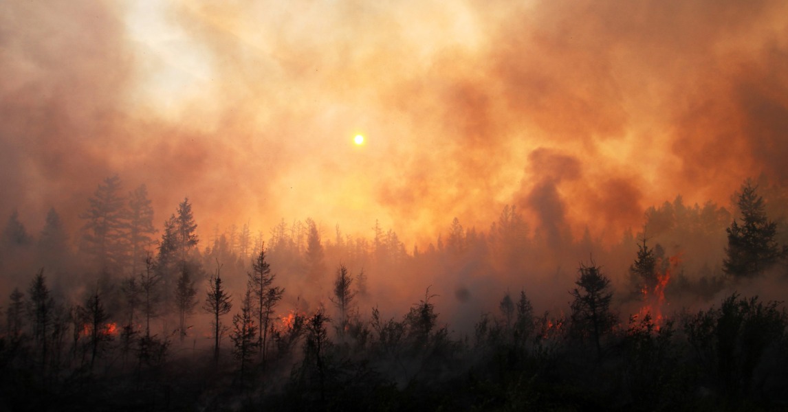How Do Wildfires Impact the Environment?