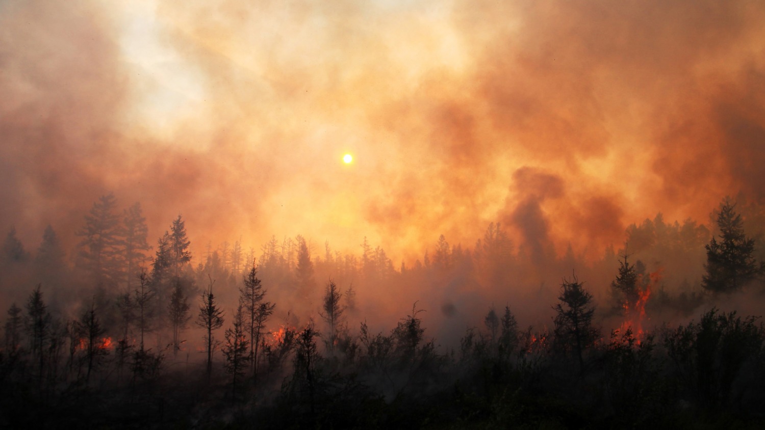 A distant view of a forest fire, with flames and smoke rising against the backdrop of trees and a darkening sky.